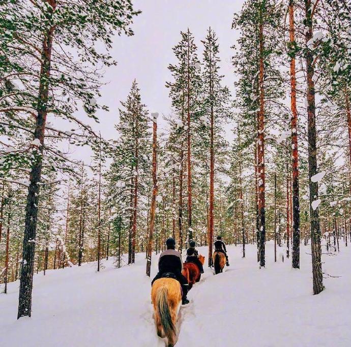 芬兰不只有极光，还有童话般的雪景. (图6)